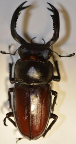 Rhaetulus crenatus crenatus